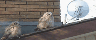 妈蛋，竟敢冲老子拉屎！动物gif搞笑图片