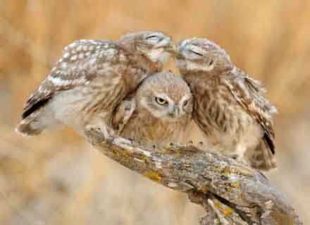 屌丝的心有谁懂动物gif搞笑图片