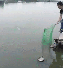 鱼：我的内心毫无波澜，甚至还吓了他一跳~动物gif搞笑图片