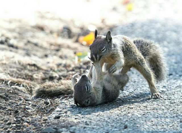 别这样，强扭的瓜不甜动物gif搞笑图片