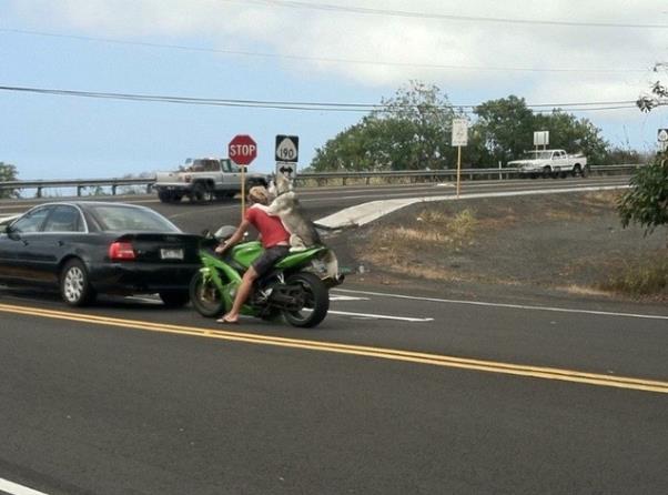 汪：今天又搭到顺风车了，好幸运动物gif搞笑图片