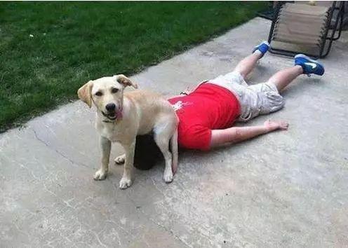 狗，人类最忠诚最好的朋友动物gif搞笑图片