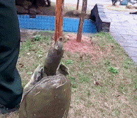 史上最牛引体向上动物gif搞笑图片