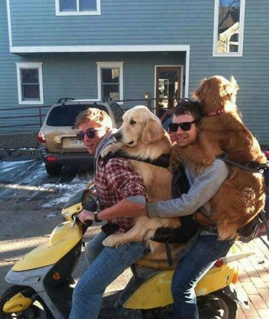 单身狗们动物gif搞笑图片