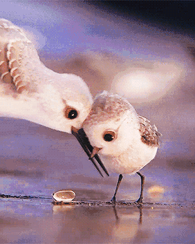 妈妈教滑步动物gif搞笑图片