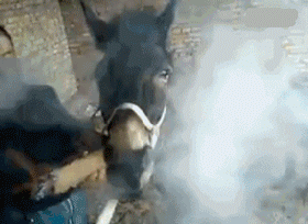 兽医是这么治病的动物gif搞笑图片