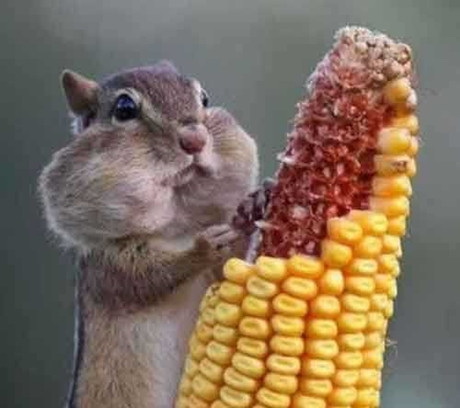 论包子脸是怎样炼成的~动物gif搞笑图片