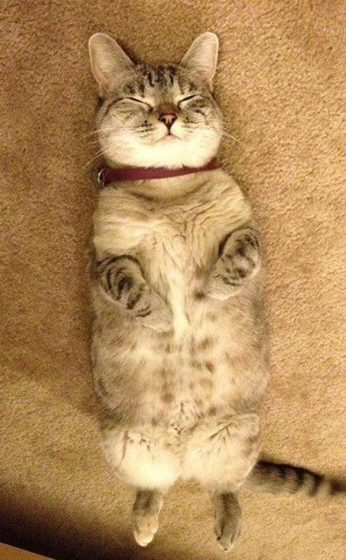 睡觉都在卖萌动物gif搞笑图片