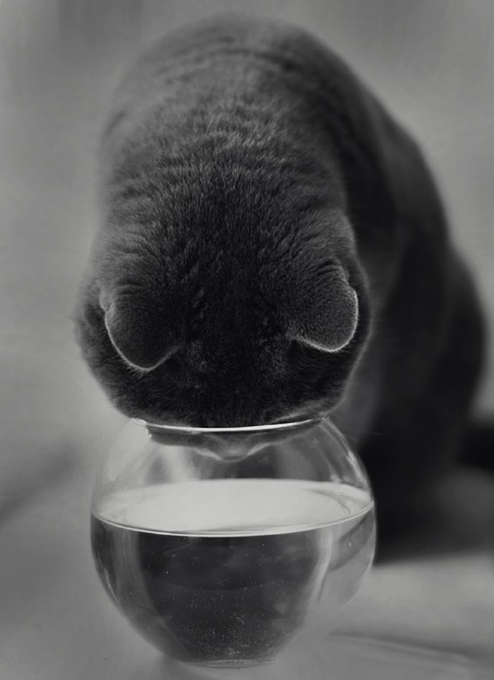 尼玛，缸小脸大动物gif搞笑图片