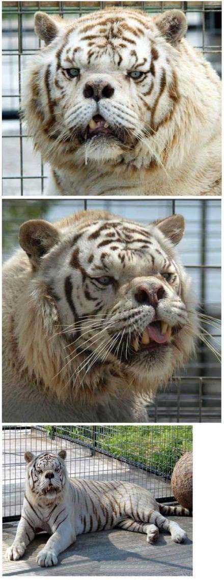 史上最丑的老虎动物gif搞笑图片