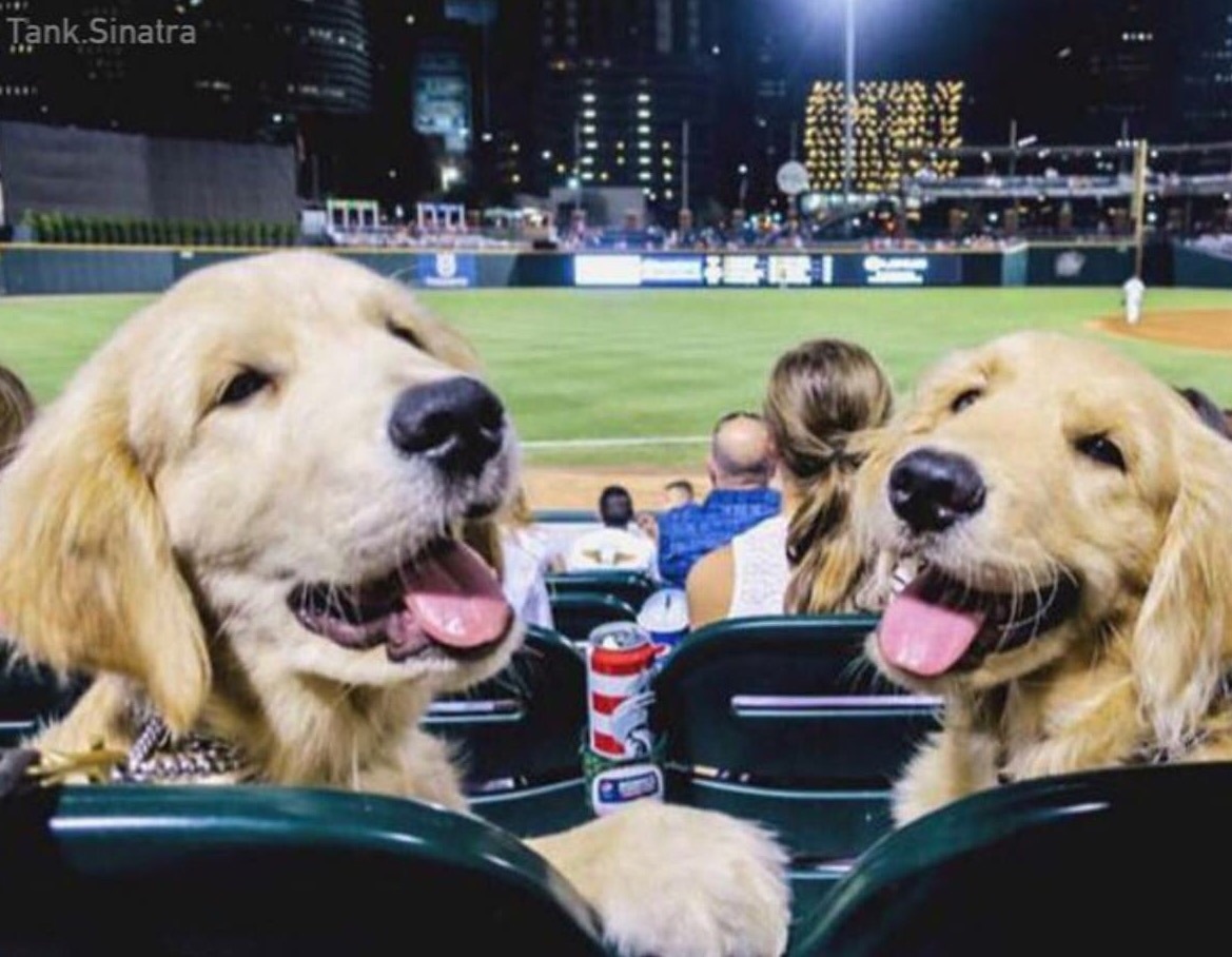 没事就不要打扰我们看球嘛动物gif搞笑图片