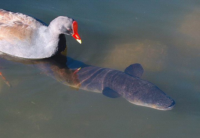 这个是什么情况？动物gif搞笑图片