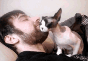 摩擦摩擦动物gif搞笑图片