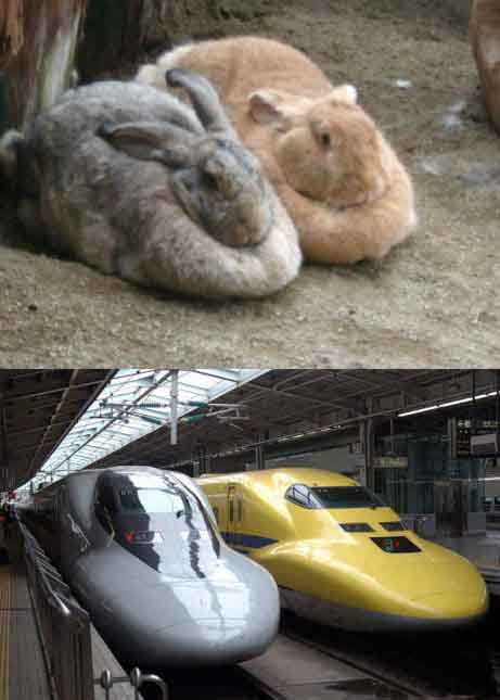 居然肥的这么喜感动物gif搞笑图片