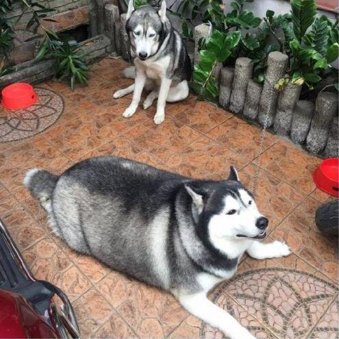 我的狗粮分你一半动物gif搞笑图片