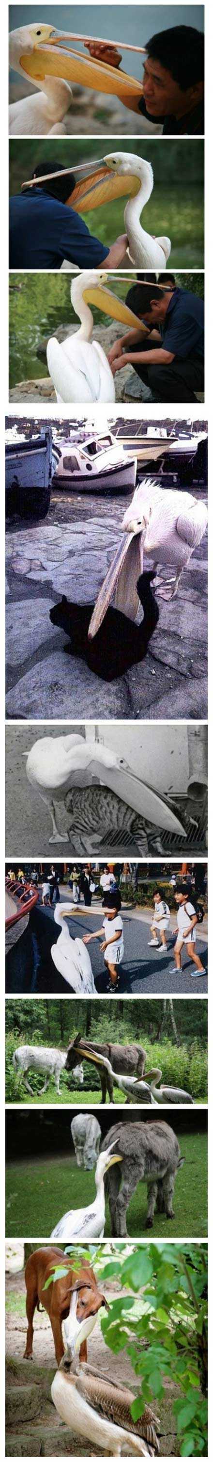 传说中最嘴欠的鸟，鹈鹕动物gif搞笑图片