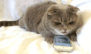 名词解释：舔屏动物gif搞笑图片