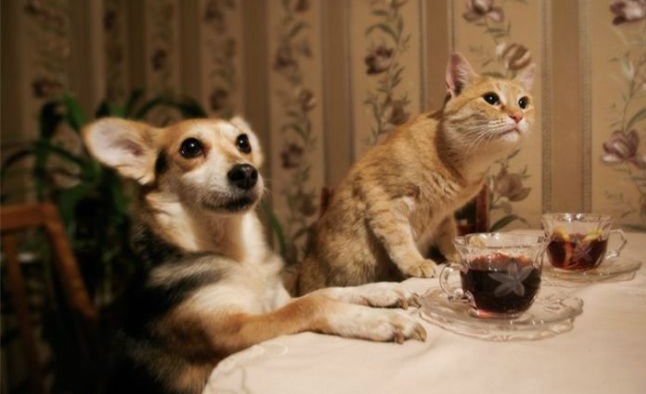 什么？你说只有骨头没有小鱼干？动物gif搞笑图片