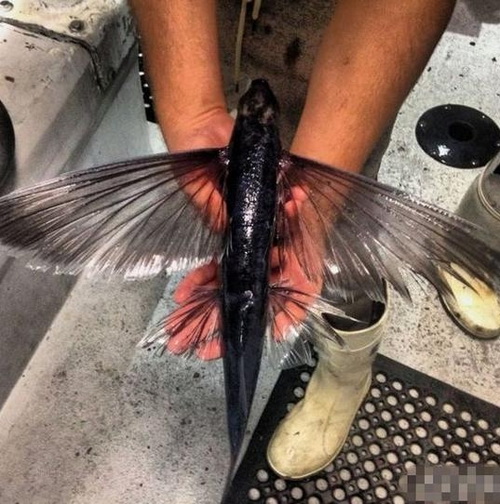 这鱼不但会游还会飞动物gif搞笑图片