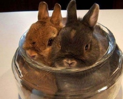 主人，你就不能大方点，给我们大一点的瓶子动物gif搞笑图片