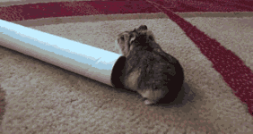 小胖砸，憋挣扎了动物gif搞笑图片