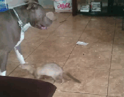 熊孩子，我才不是你老爸动物gif搞笑图片