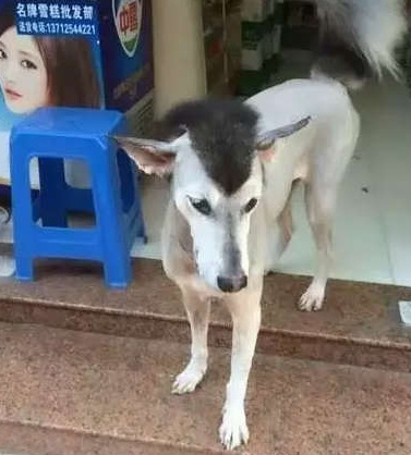 据说这是一只阿拉斯加雪橇。。。驴动物gif搞笑图片