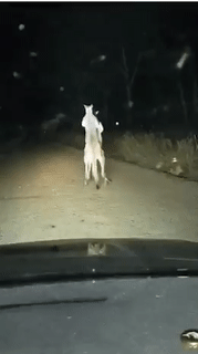 想不到在马路边也能欣赏到这么精彩的搏击比赛动物gif搞笑图片