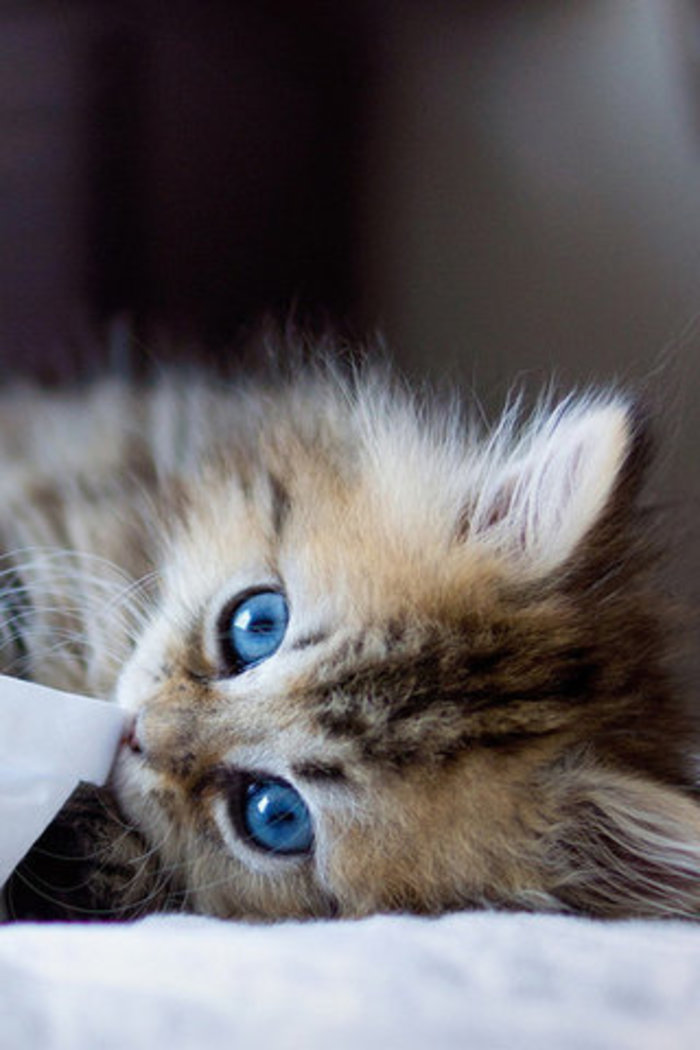 漂亮的猫眼睛动物gif搞笑图片