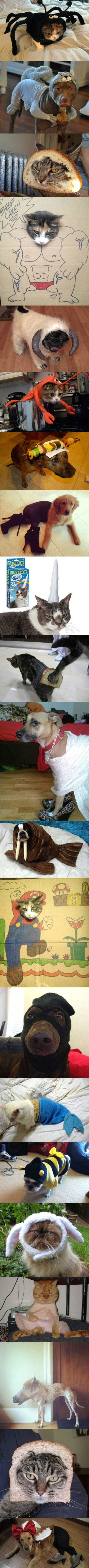 那些二货主银的宠物们，每一张的眼神都如此哀怨动物gif搞笑图片