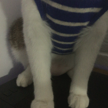 没带小鱼干？哼！懒得理你动物gif搞笑图片