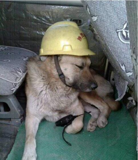 我们工地的监工动物gif搞笑图片