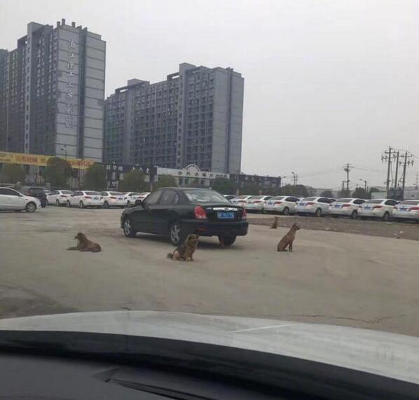 四大护法动物gif搞笑图片