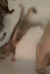 都憋吵吵了，我只想安静的洗个澡动物gif搞笑图片