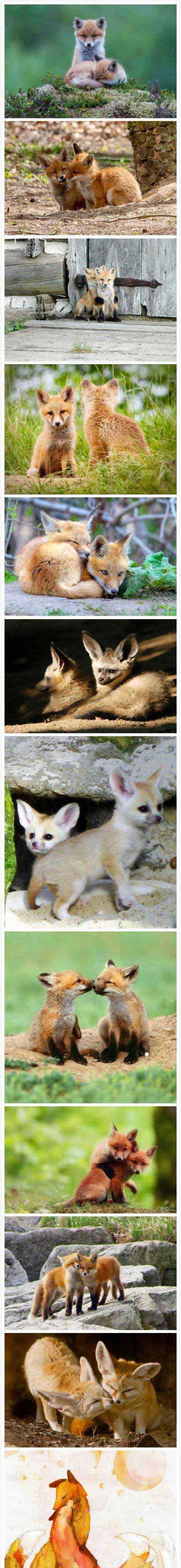 为什么想招桃花都要佩戴水晶小狐狸动物gif搞笑图片