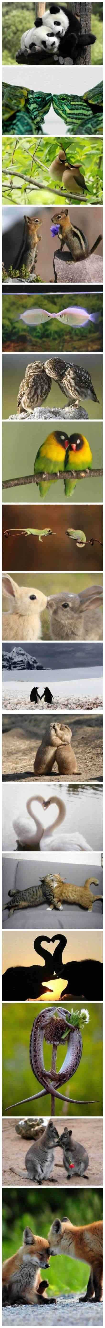 成双成对的萌动物gif搞笑图片