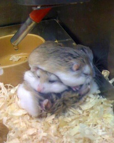 小仓鼠在冬天取暖的方式....动物gif搞笑图片