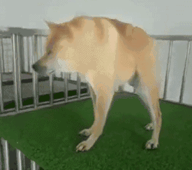 这是什么汪，长的跟闹着玩似的动物gif搞笑图片