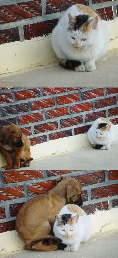 冬日取暖相偎依动物gif搞笑图片