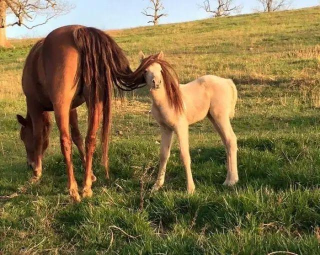 本大人的发型是不是很飘逸啊？10块钱，隔壁老王头给俺理得的动物gif搞笑图片