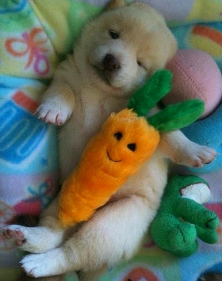 动物们的童年生活动物gif搞笑图片