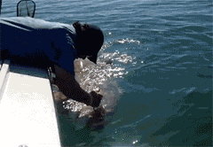 就这本事还想收服本鲤鱼王动物gif搞笑图片