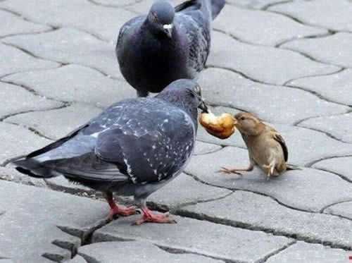 抢食，从不存在个头大小这回事动物gif搞笑图片