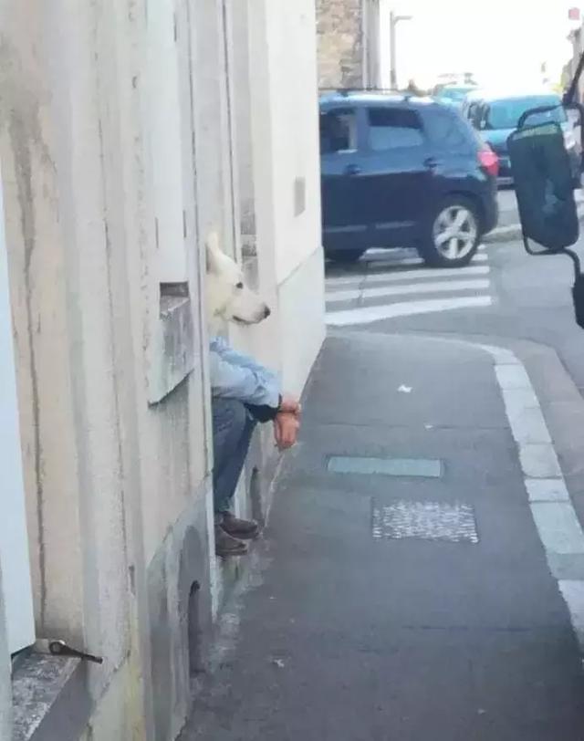 站在狗生的十字路口，哎，惆怅……动物gif搞笑图片