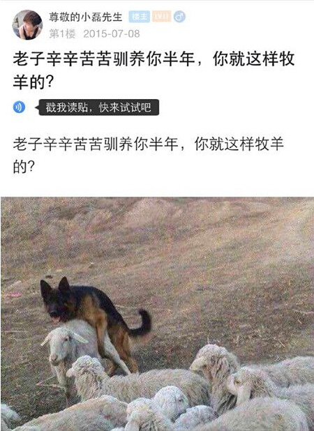 牧羊犬果然名不虚传动物gif搞笑图片