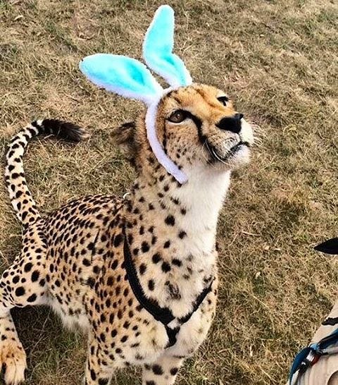 小兔子乖乖不咬人动物gif搞笑图片