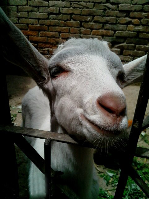 萌萌的小羊动物gif搞笑图片