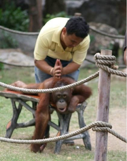 好舒服啊！再用点力气动物gif搞笑图片