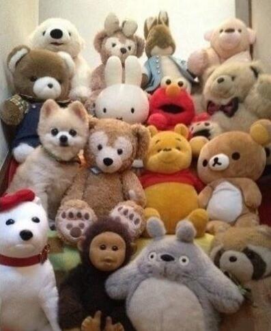 火眼金金，看看图中那个是活物动物gif搞笑图片