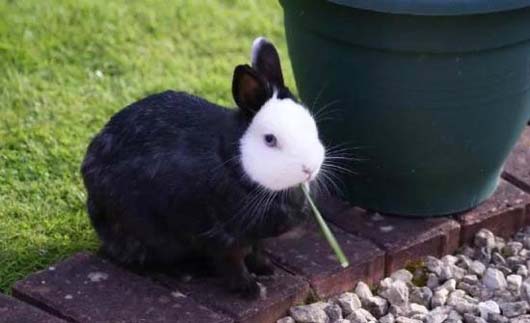 可爱的白脸兔兔动物gif搞笑图片